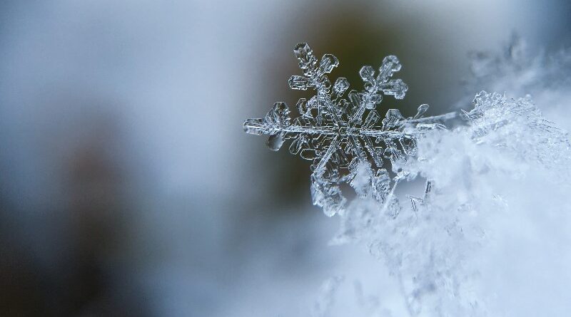 Alimentos para estimular sistema inmunológico en invierno